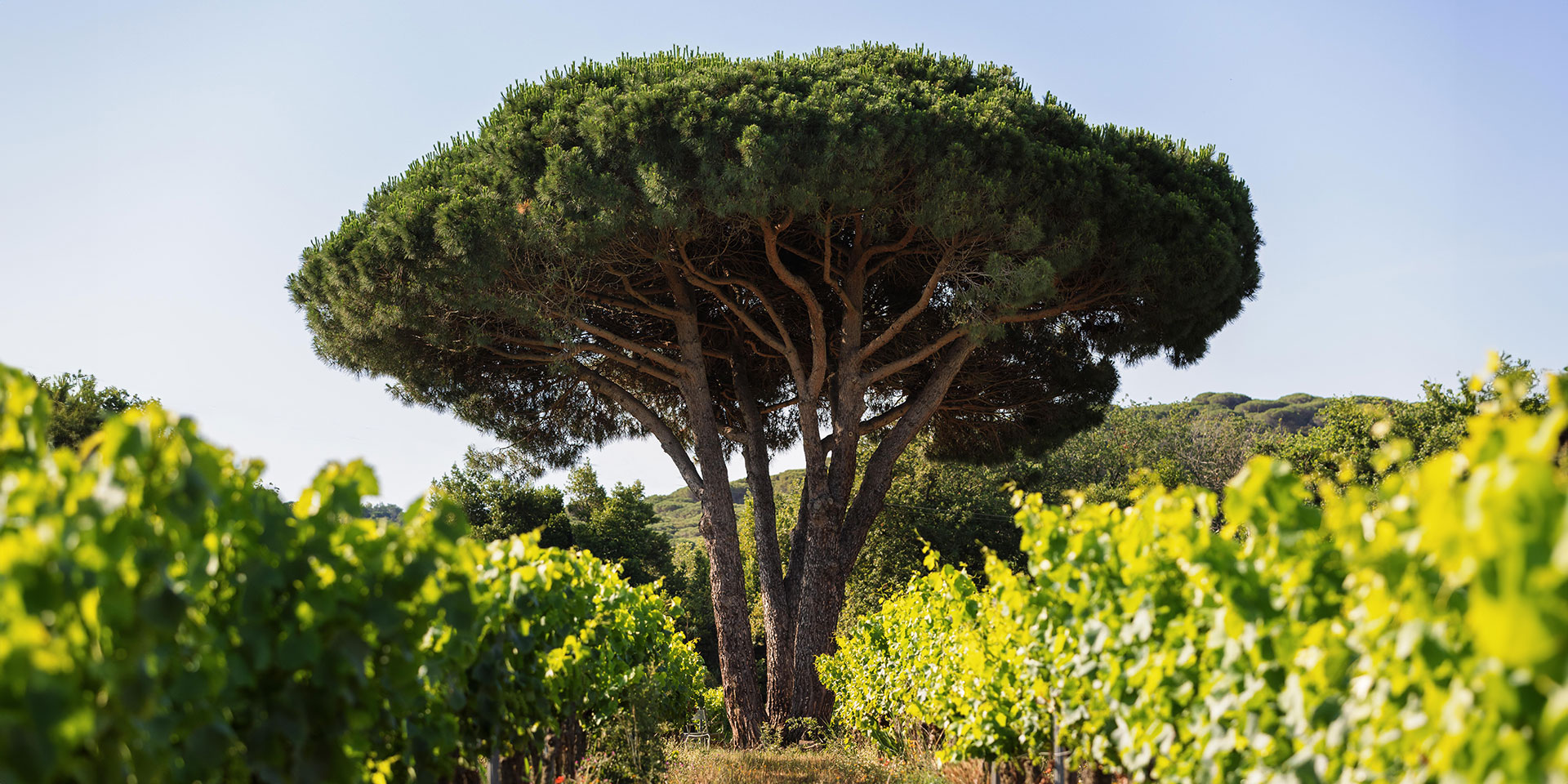 Fondugue-Pradugue été 2024 Daguet-Bresson